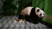 Momen Jepang kembalikan panda