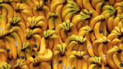 Manfaat makan pisang setiap hari