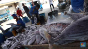 Potensi tangkapan ikan nelayan