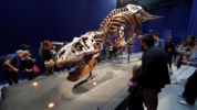 Dinosaurus seukuran ayam