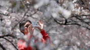 Festival Bunga Sakura Jepang dibatalkan