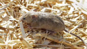 Cara mengusir tikus dari kamar tidur