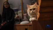 Manfaat memelihara kucing di dalam rumah