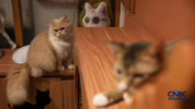 Manfaat memelihara kucing di rumah