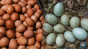 menu sahur telur ayam vs telur bebek