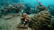Dampak pemanasan global di laut
