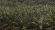 Serangga penyerbuk kelapa sawit