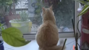 Rahasia kucing mendarat sempurna