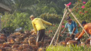 Harga pupuk sawit naik