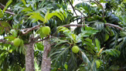 Manfaat buah sukun asli Indonesia