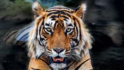 Keberadaan Harimau Jawa di Sukabumi