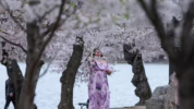Musim sakura di Washington