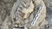 mikroba tertua di batu purba