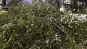 Manfaat daun kratom Indonesia