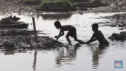 Bahaya ikan lele tercemar
