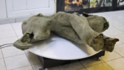 Fosil gajah purba Bumiayu