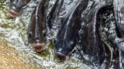 jenis ikan yang sebaiknya dibatasi