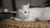 Usia hidup kucing peliharaan