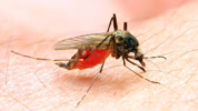 Kasus malaria di Indonesia