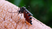 Gejala dan pencegahan malaria