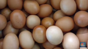 Cara diet telur rebus