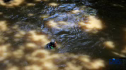 Sejarah ikan sapu-sapu di Ciliwung