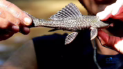 Daftar negara pemakan ikan sapu-sapu