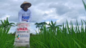 Distribusi pupuk urea bersubsidi