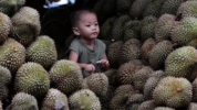 teknologi AI untuk durian