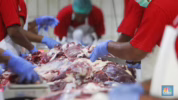 cara menyimpan daging kurban