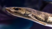 kandungan gizi ikan sidat