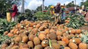 Manfaat nanas untuk asam urat