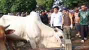 Persiapan hewan kurban di Blora