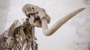 misteri fosil Alaska