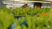 Cara agar anak suka sayur