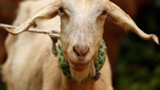 susu kambing Selandia Baru