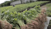 manfaat sayur bayam hijau