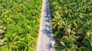 produktivitas kelapa sawit