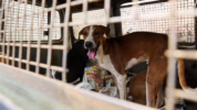 vaksinasi rabies massal di Bali