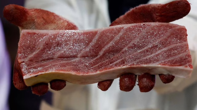 ikan dengan kandungan merkuri tinggi