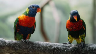burung langka blue-fronted lorikeet