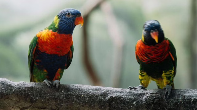 burung langka blue-fronted lorikeet