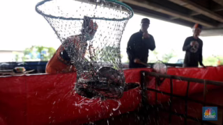 ikan paling buruk untuk dimakan