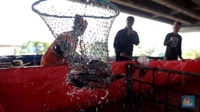 ikan paling buruk untuk dimakan