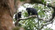 spesies monyet baru di Kongo