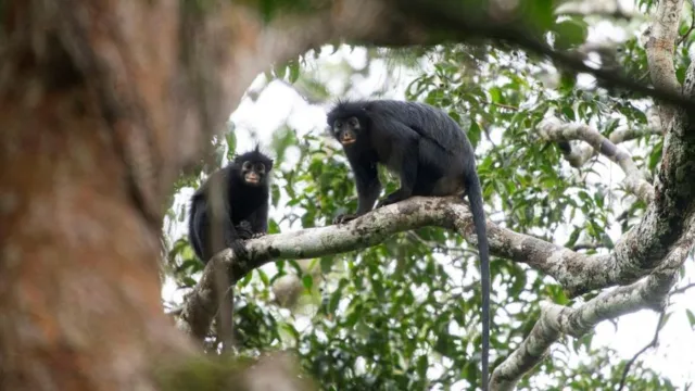 spesies monyet baru di Kongo