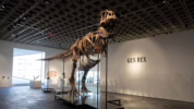 fosil dinosaurus T-Rex