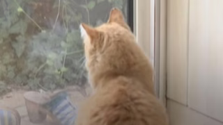 manfaat memelihara kucing bagi kesehatan