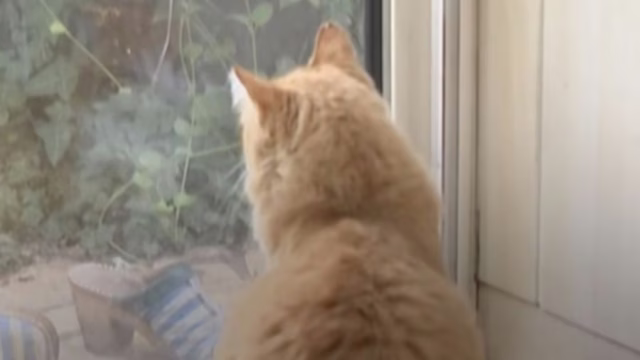 manfaat memelihara kucing bagi kesehatan