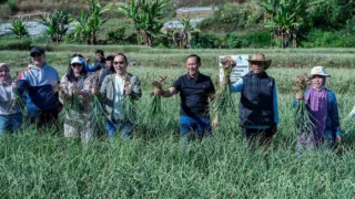 budidaya bawang putih Sembalun